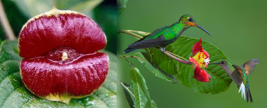 flor del beso